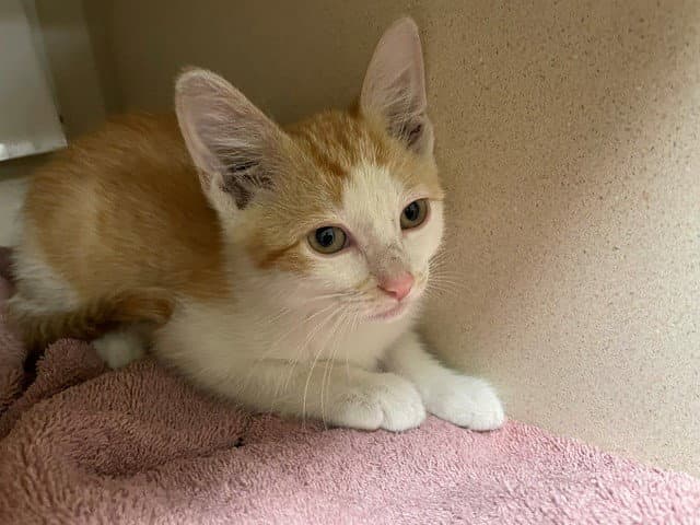 Unknown - Domestic Short Hair