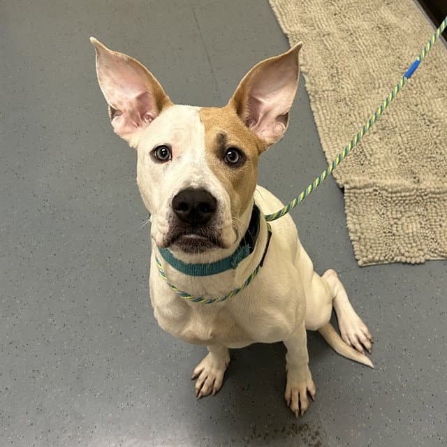 Miriam - Pit Bull Terrier