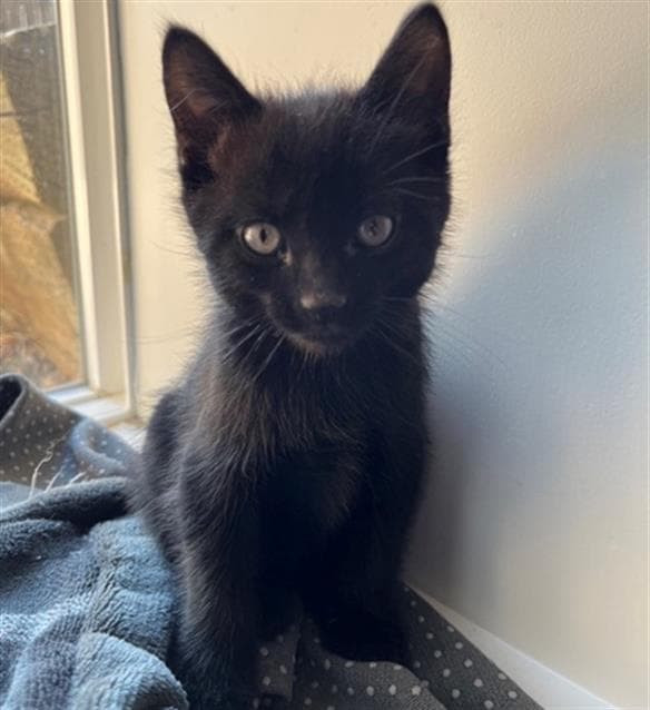 Binksy - Domestic Short Hair