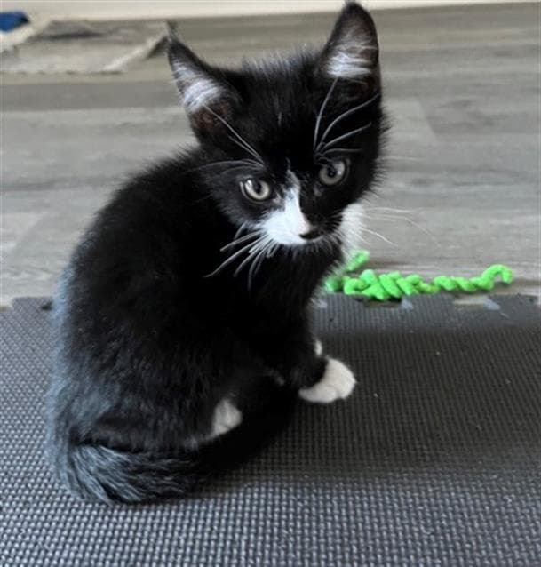 Kenny - Domestic Short Hair