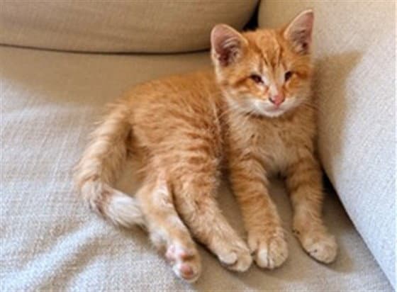 Scout - Domestic Short Hair