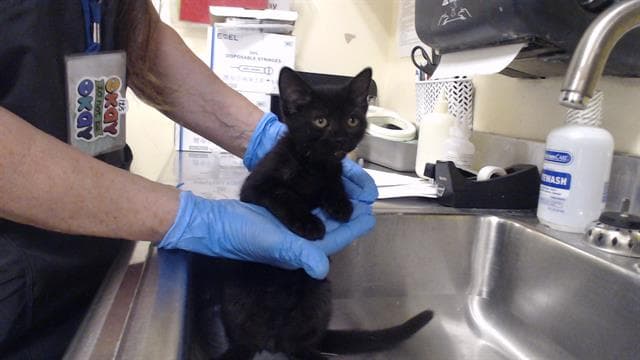 Spooky - Domestic Short Hair