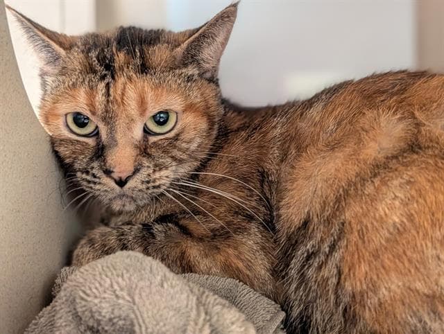 Artemis - Domestic Short Hair