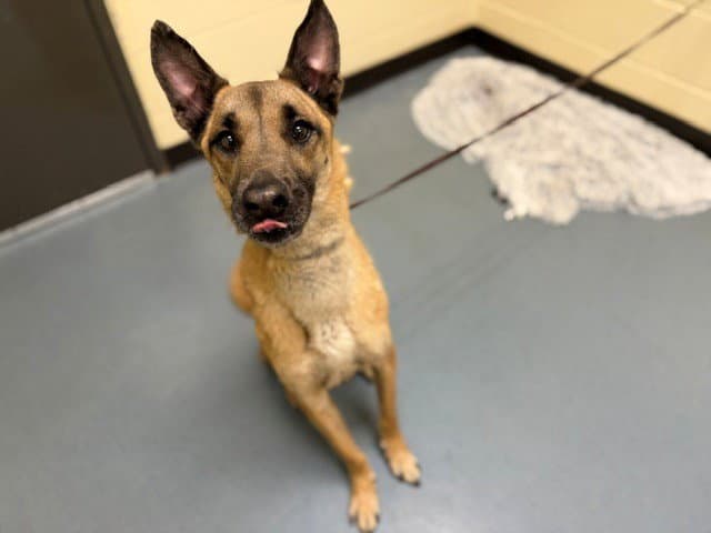 Harry - Belgian Shepherd Malinois