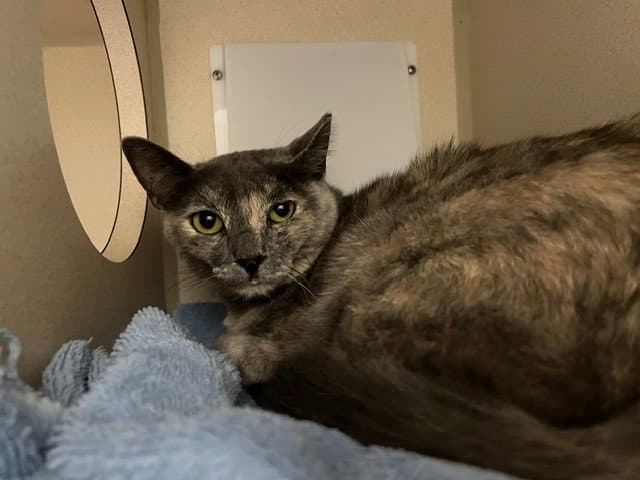 Scout - Domestic Short Hair