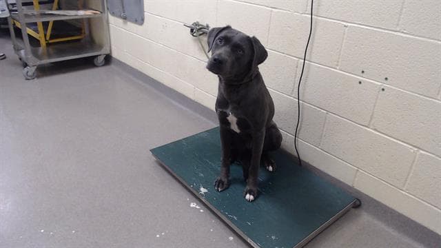 Scylla - Labrador Retriever