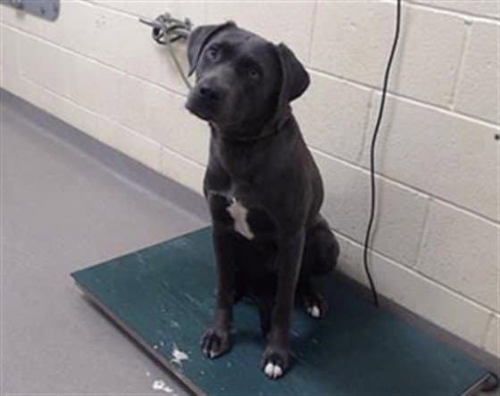 Scylla - Labrador Retriever