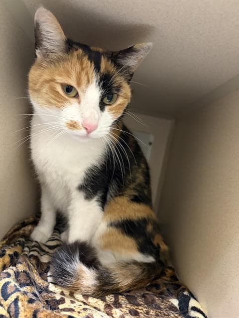 Nala - Domestic Short Hair