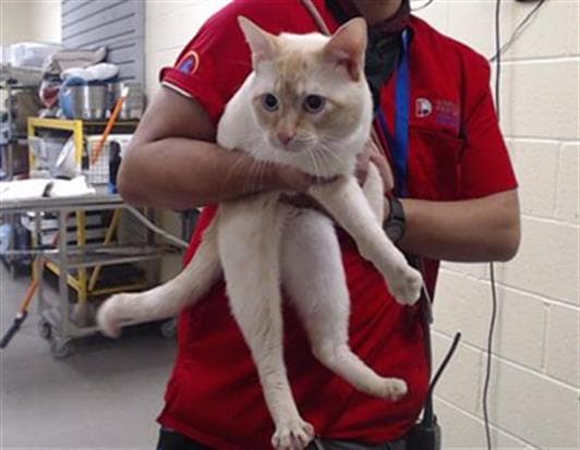 Pishpish - Domestic Short Hair