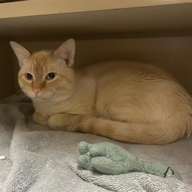 Pishpish - Domestic Short Hair