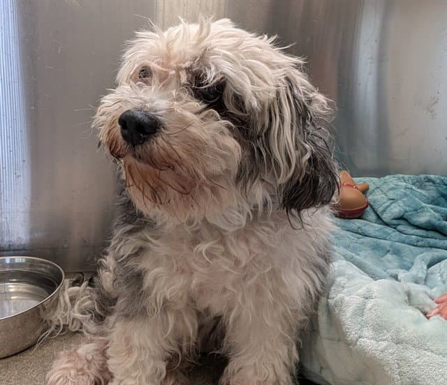 Harley - Shih Tzu