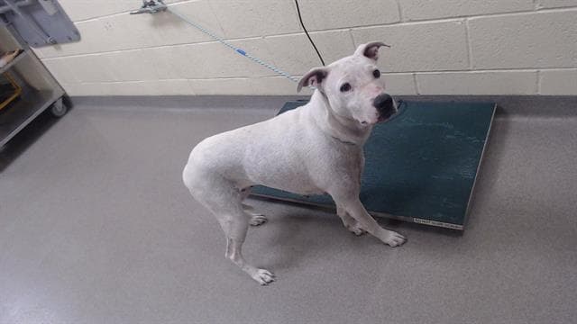 Nausicaa - Bull Terrier