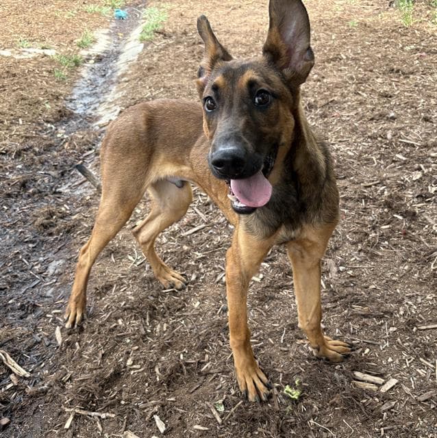 Mark - German Shepherd Dog