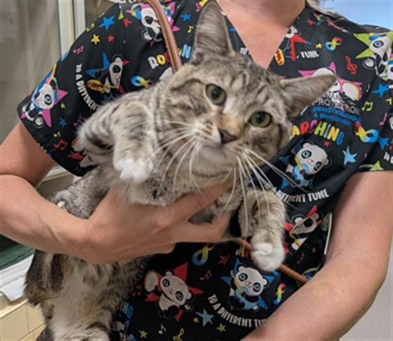 Alexander Humboldt - Domestic Short Hair