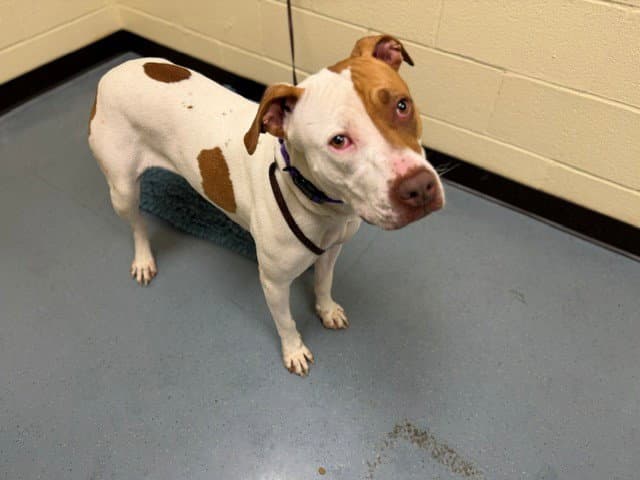 Keiko - American Pit Bull Terrier