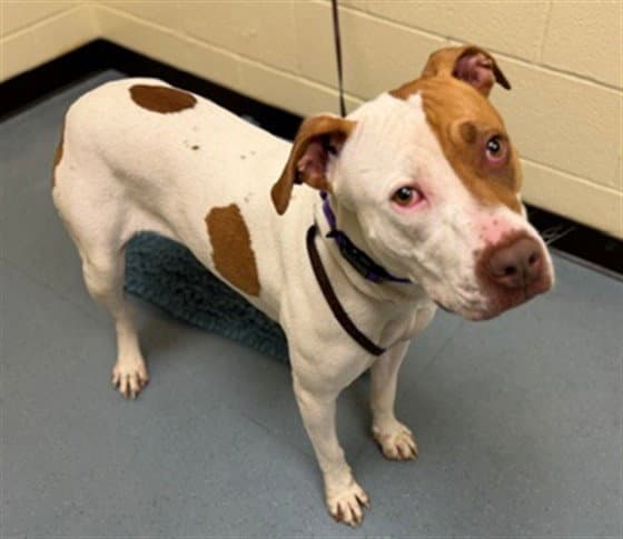 Keiko - American Pit Bull Terrier
