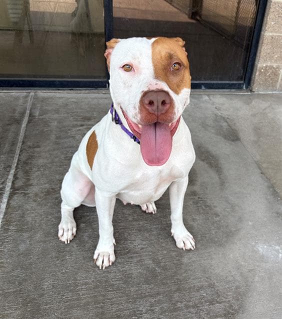Keiko - American Pit Bull Terrier