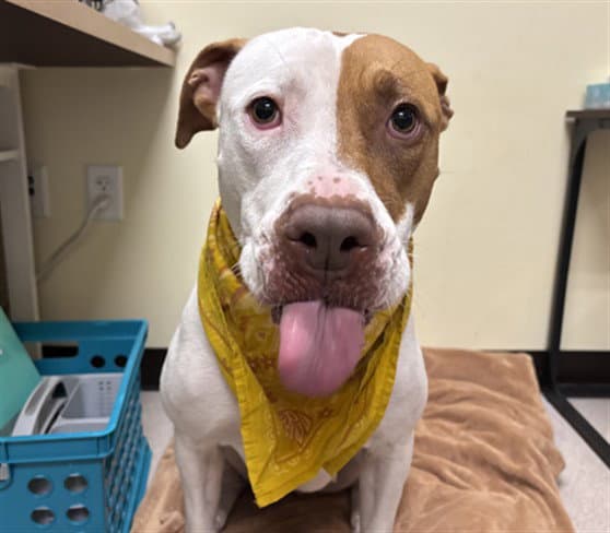 Keiko - American Pit Bull Terrier