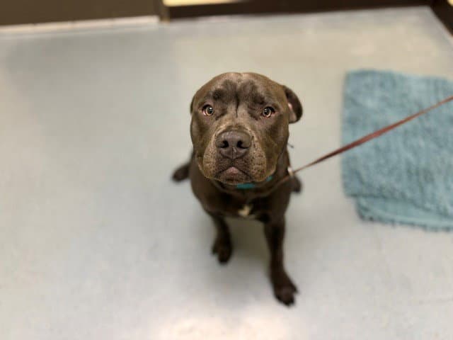 Dax - Pit Bull Terrier