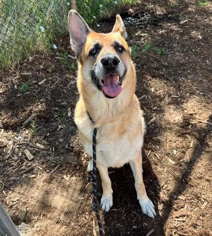 Shanaluna - German Shepherd Dog