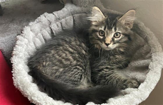 Moth - Domestic Medium Hair