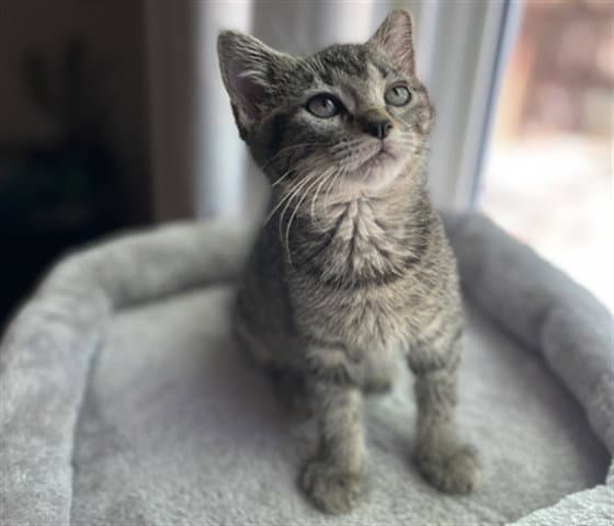 Butterfly - Domestic Short Hair