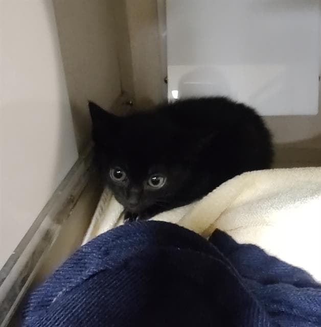 Bonsai - Domestic Short Hair