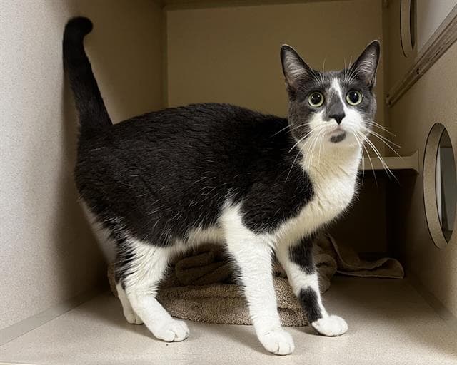 Sky - Domestic Short Hair
