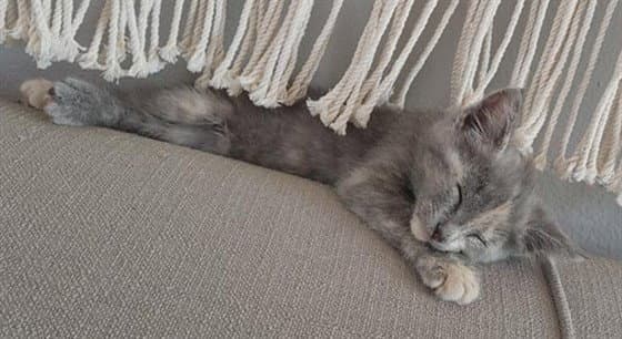 Jammaleah - Domestic Short Hair