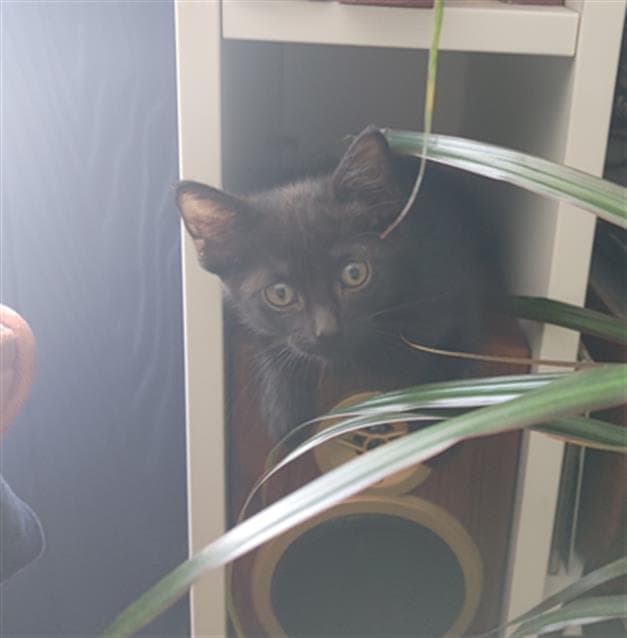 P-Wat - Domestic Short Hair