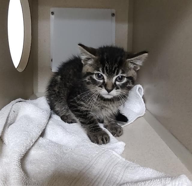 Birch - Domestic Short Hair