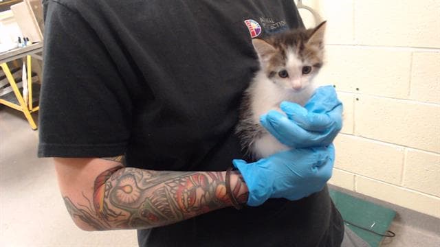 Unknown - Domestic Medium Hair
