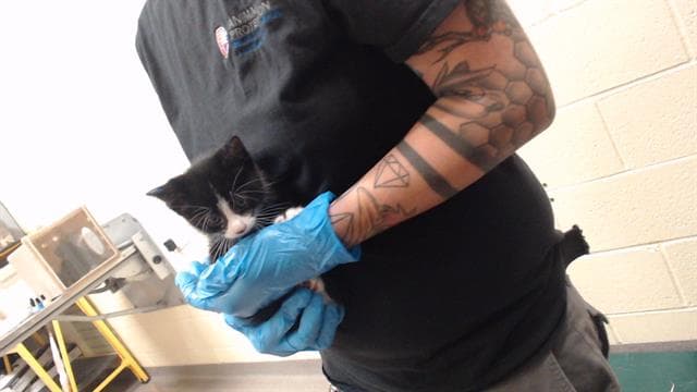 Unknown - Domestic Medium Hair