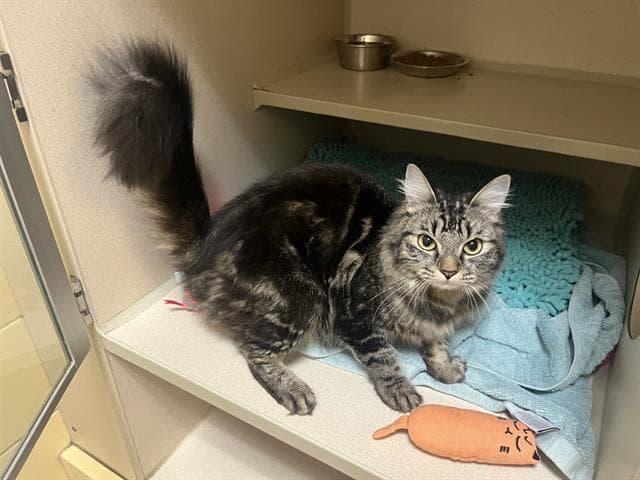 Emma - Domestic Medium Hair