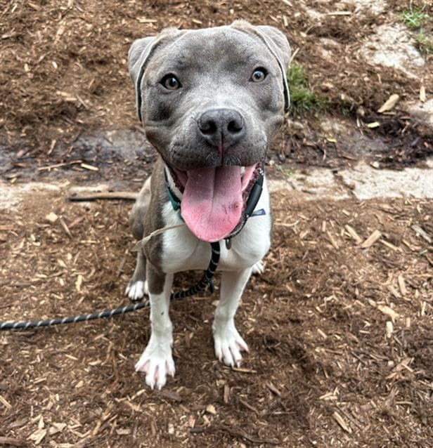 Milo - Pit Bull Terrier