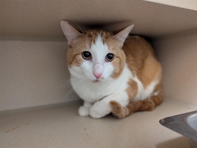 Kurt - Domestic Short Hair