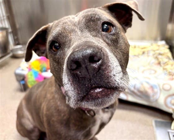 Suzy - American Pit Bull Terrier