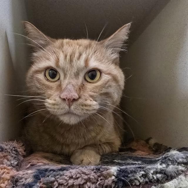 Lion - Domestic Short Hair