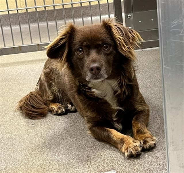 Rosie - Dachshund