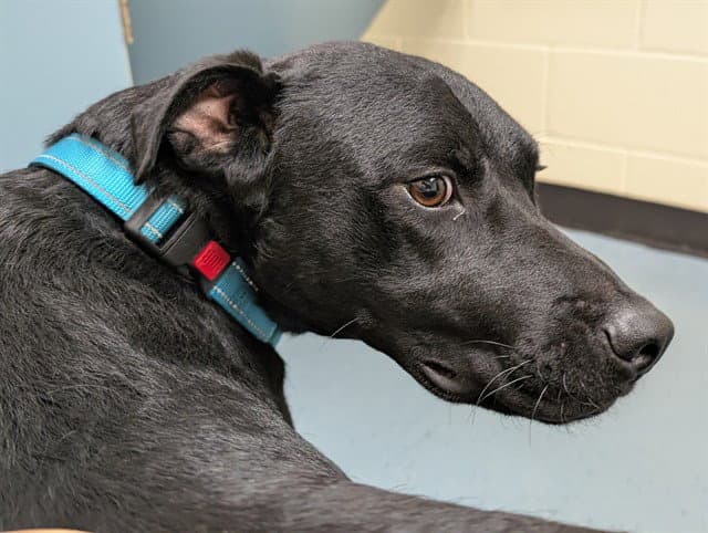 Chewy - Labrador Retriever