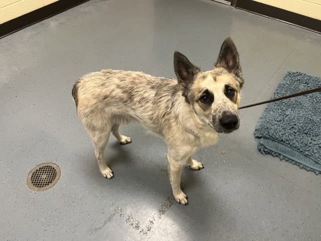 Rocket - Australian Cattle Dog/Blue Heeler