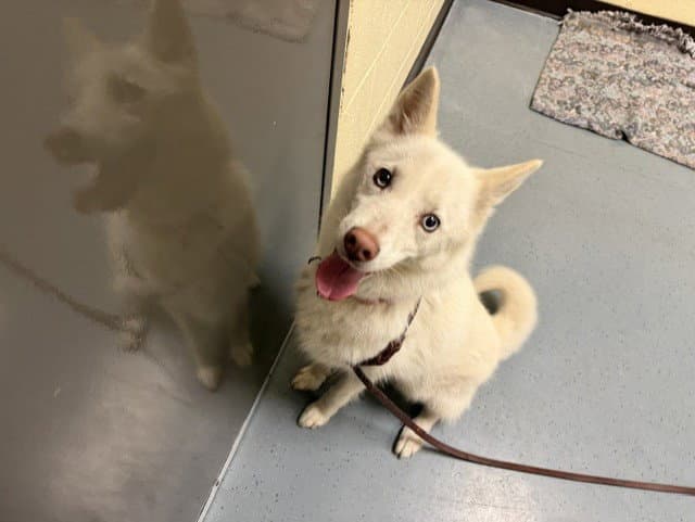 Indie - American Eskimo Dog