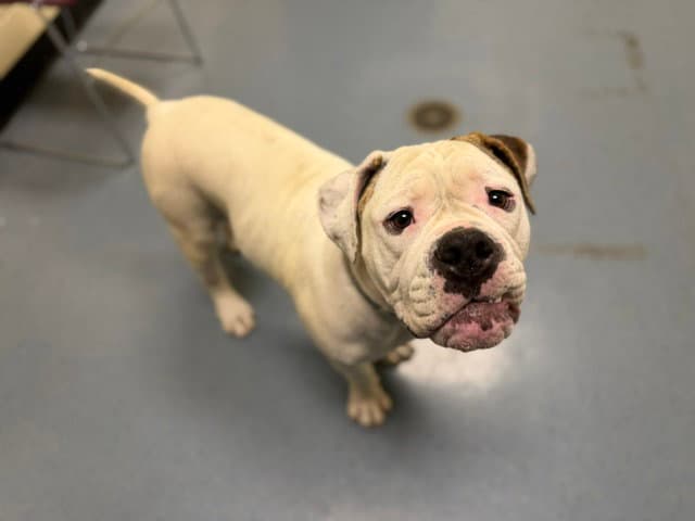 Achilles - Pit Bull Terrier