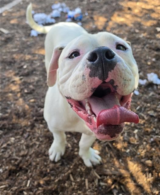 Achilles - American Bulldog