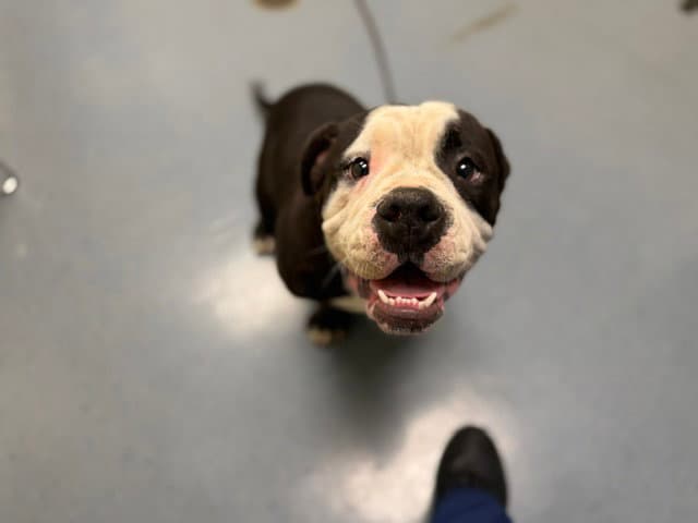 Kemba - Pit Bull Terrier