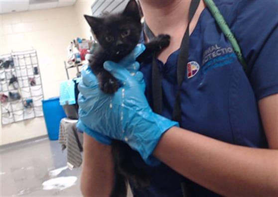 Orla - Domestic Short Hair