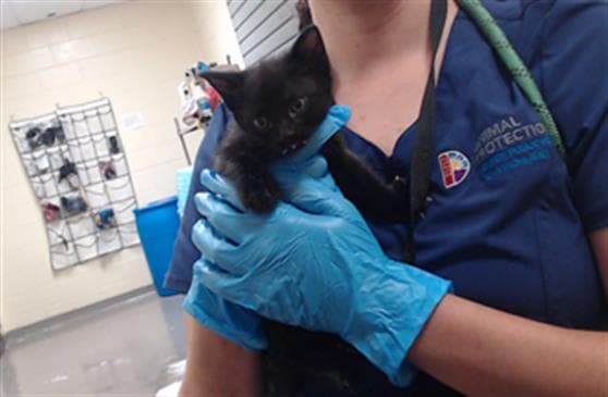 Opal - Domestic Short Hair