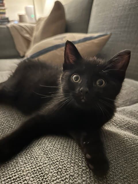 Opal - Domestic Short Hair