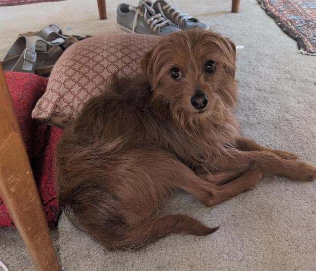 Leon - Yorkshire Terrier Yorkie