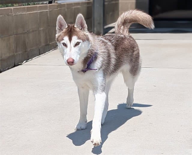 Calypso - Siberian Husky